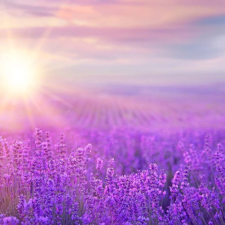 Lavender - Candlewic: Candle Making Supplies Since 1972