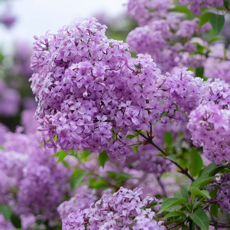 Lilac - Candlewic: Candle Making Supplies Since 1972