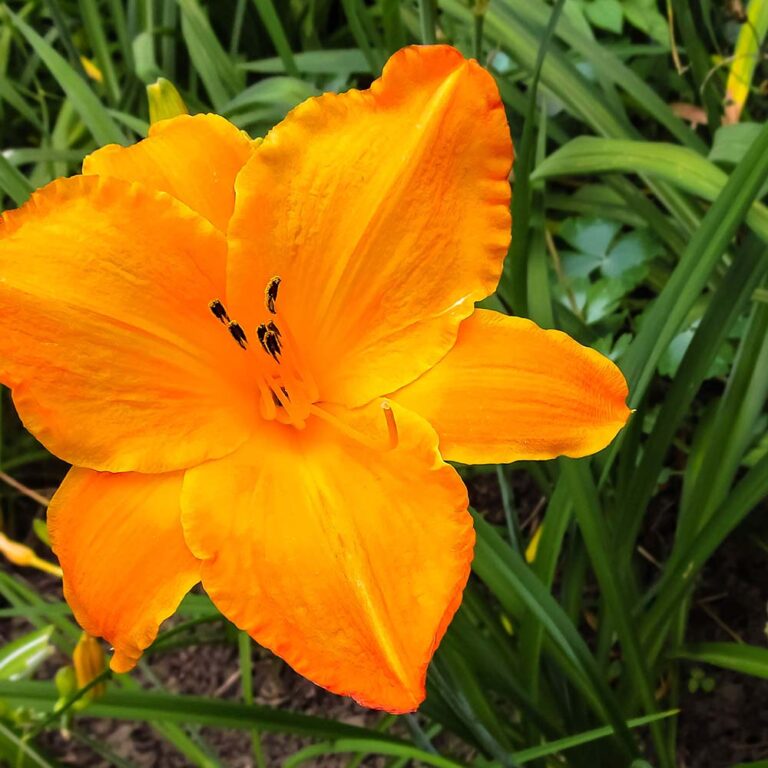 Rattle Snake Grass Candlewic Candle Making Supplies Since 1972