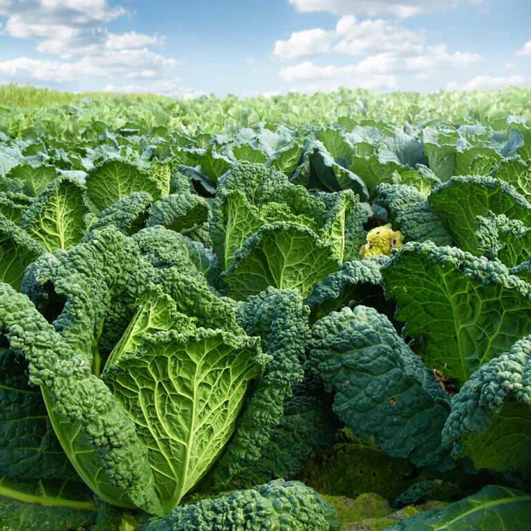 Candle Making Supplies Candle Supply Company