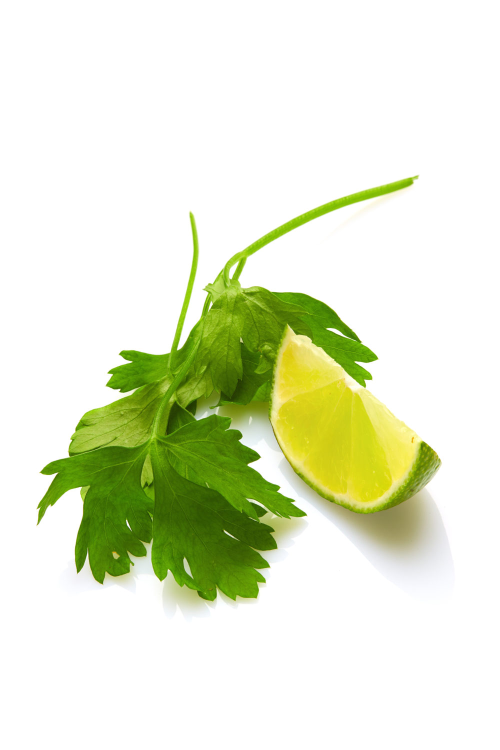 Parsley Lime Candlewic Candle Making Supplies Since 1972